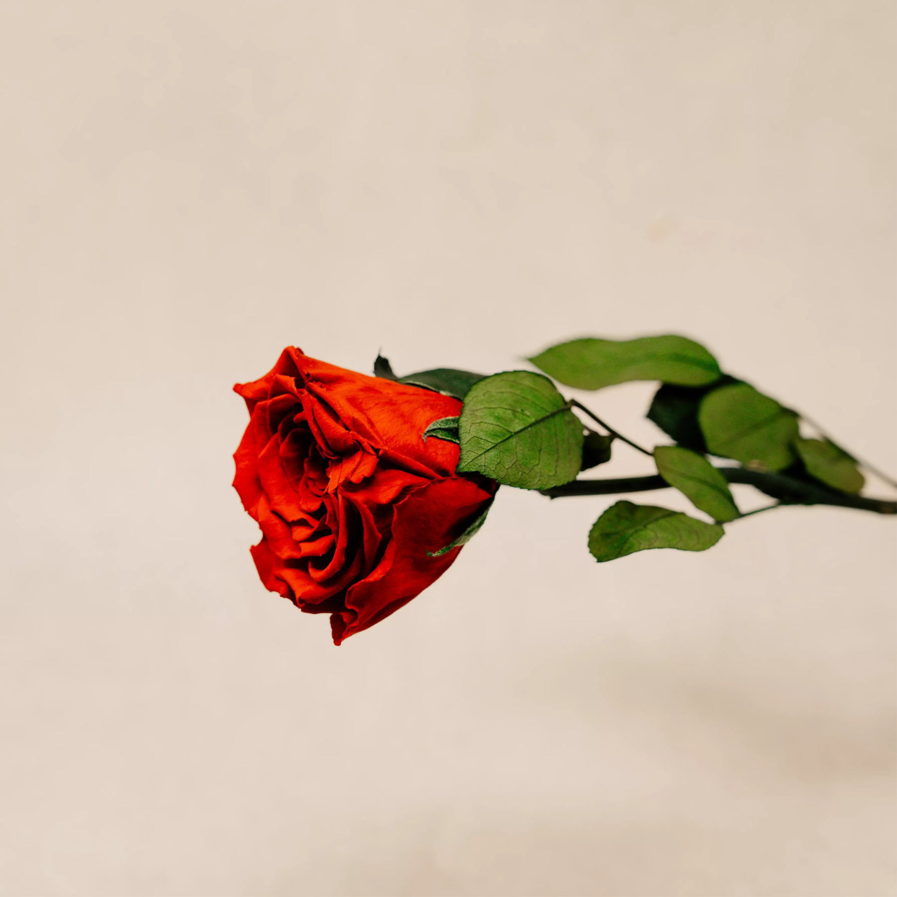 Nahaufnahme einer konservierten roten Infinity Rose, schräg gehalten vor einem hellen Hintergrund, mit sichtbarer Blütenstruktur und satten grünen Blättern – natürliche Textur und Samtglanz im Detail.