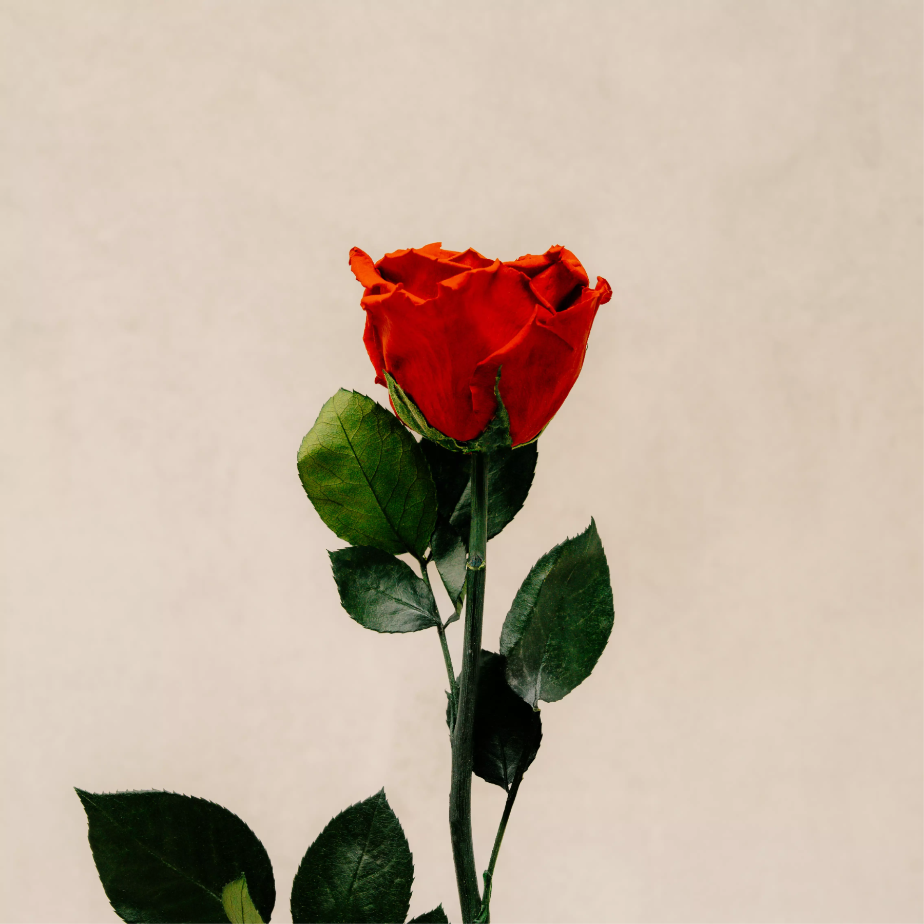 Infinity Rose
