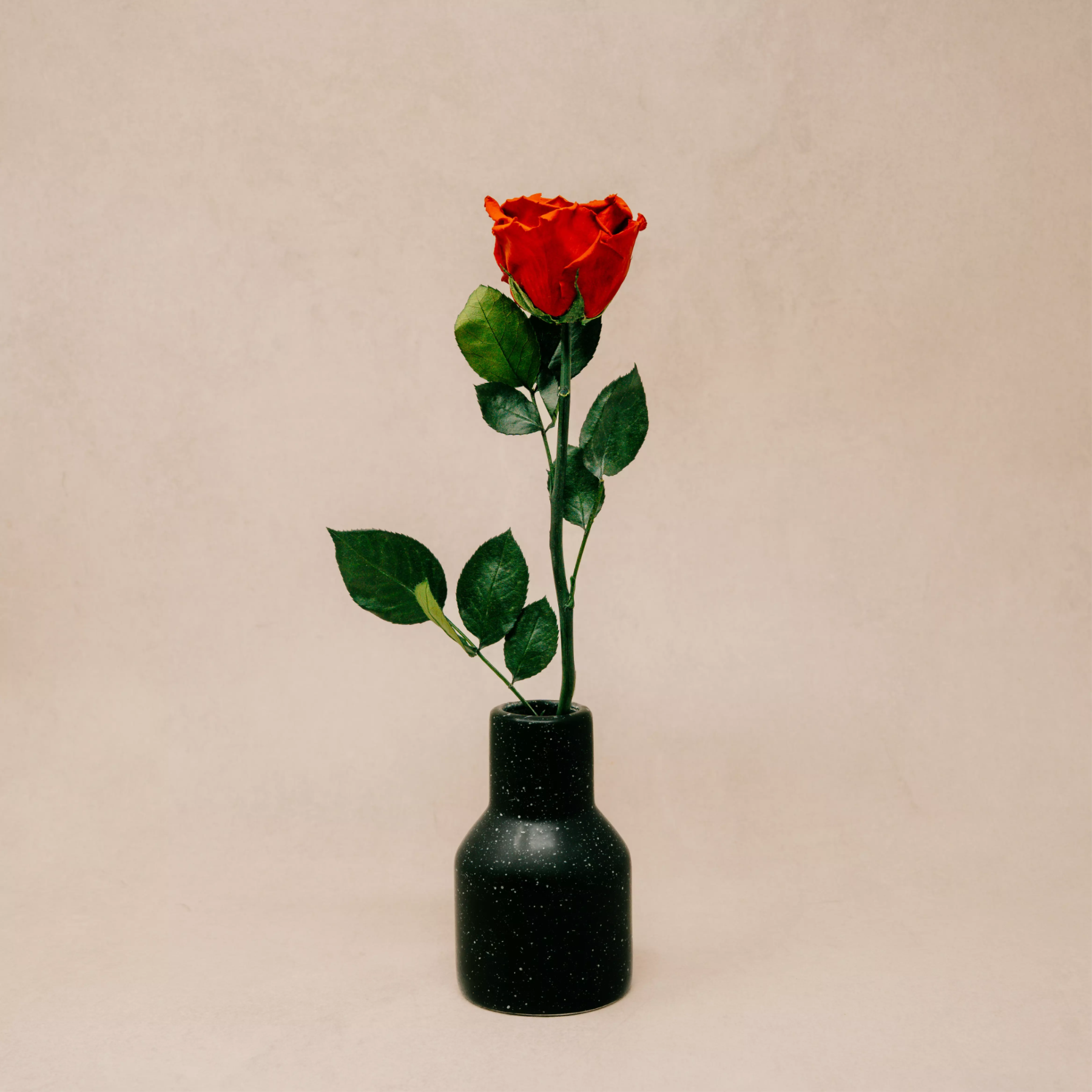 Infinity Rose